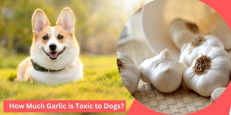 How Much Garlic is Toxic to Dogs?